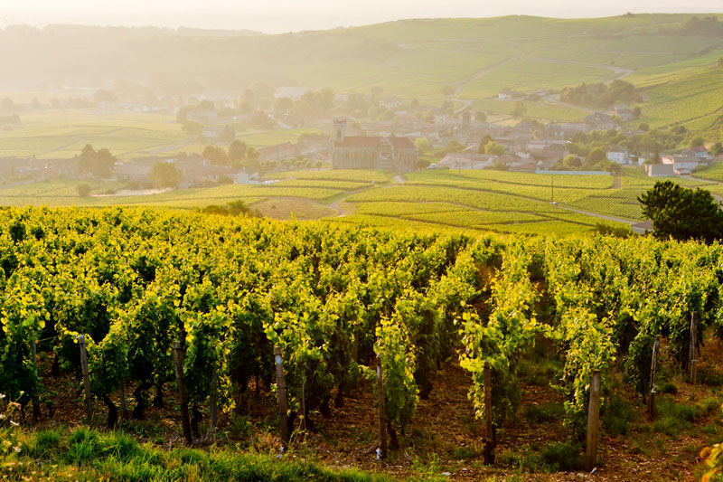 Wijngaarden in Bourgogne