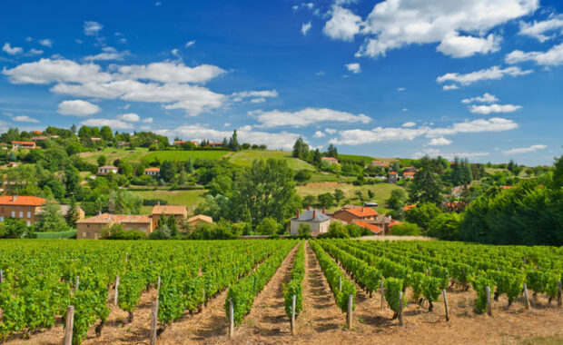 De wijngaarden van Beaujolais