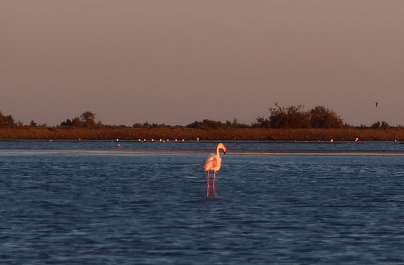 Flamingo's Camargue