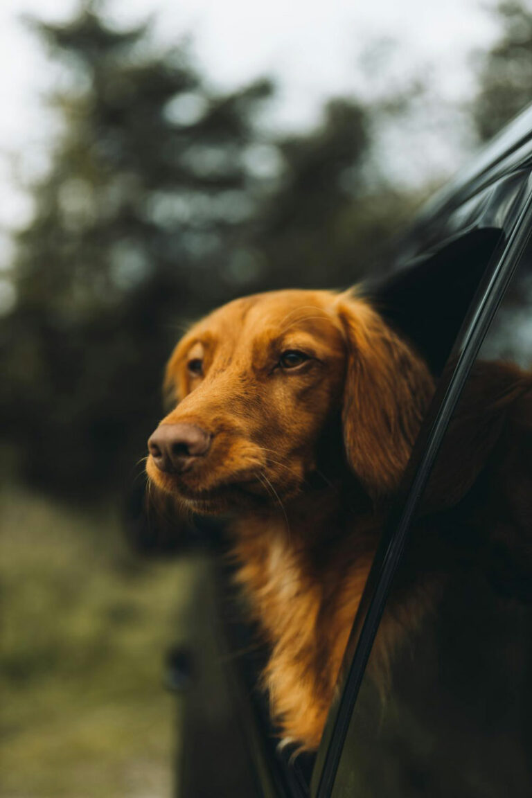 Honden-Frankrijk