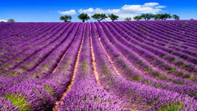 Lavendelvelden bij Sault, in de buurt van de Mont-Ventoux in Frankrijk