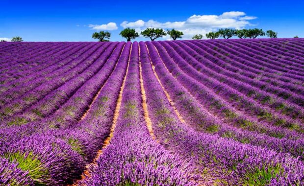 Lavendelvelden bij Sault, in de buurt van de Mont-Ventoux in Frankrijk
