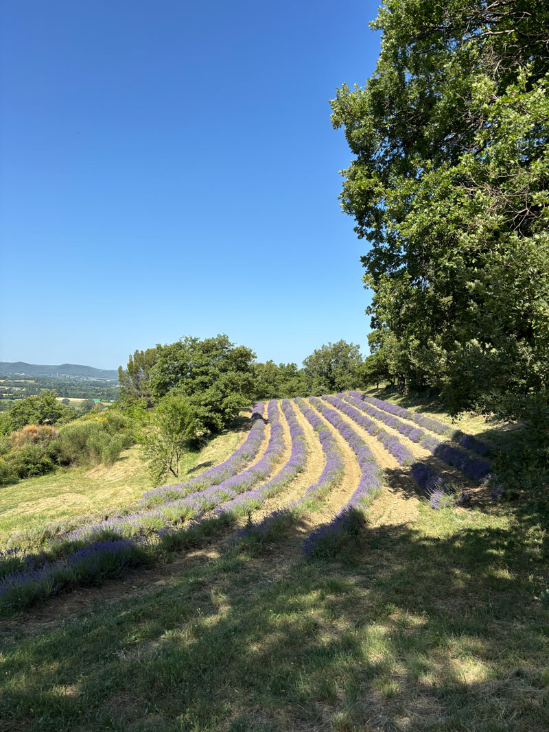 Hier vind je lavendelvelden in de Drôme