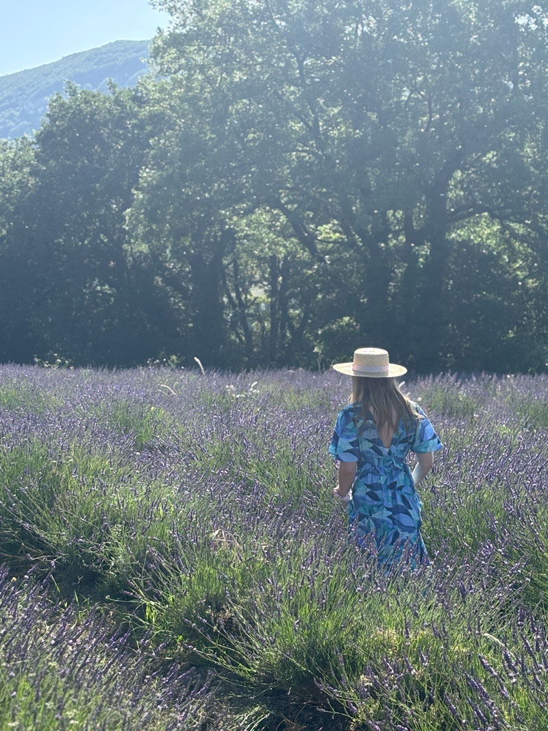 Lavendel in de Drôme