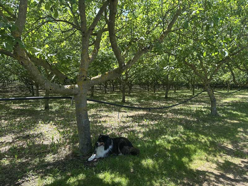 De walnotenboomgaard met de hond van de familie